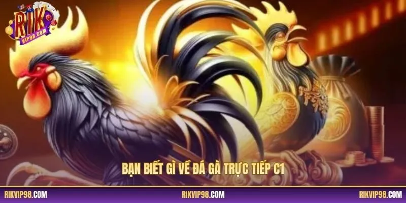 Bạn biết gì về đá gà trực tiếp C1