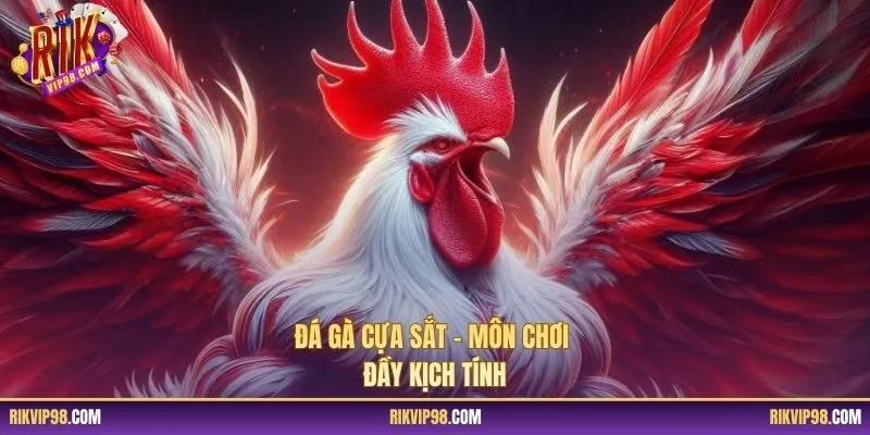 Đá gà cựa sắt – môn chơi đầy kịch tính
