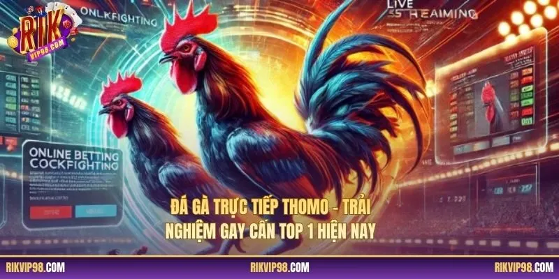 Đá Gà Trực Tiếp Thomo - Trải Nghiệm Gay Cấn Top 1 Hiện Nay