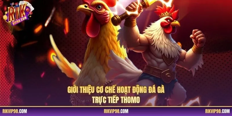 Giới thiệu cơ chế hoạt động đá gà trực tiếp Thomo