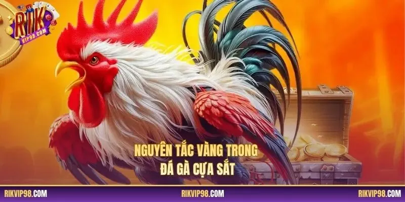 Nguyên tắc vàng trong đá gà cựa sắt