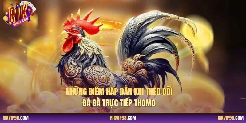 Những điểm hấp dẫn khi theo dõi đá gà trực tiếp Thomo
