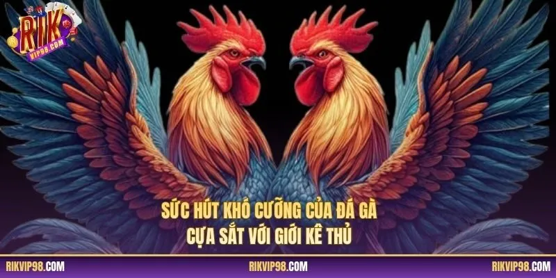 Sức hút khó cưỡng của đá gà cựa sắt với giới kê thủ